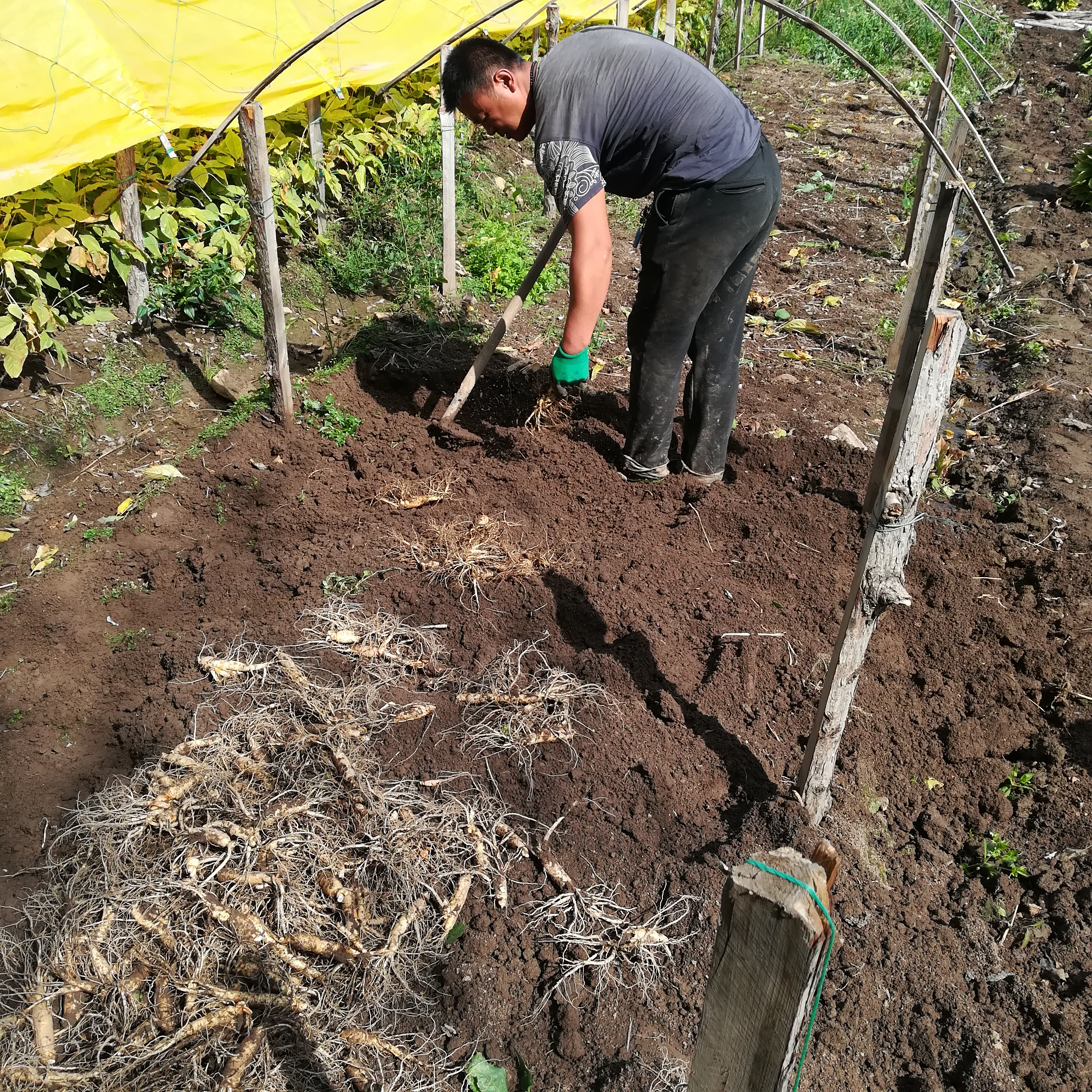 公司一行亲赴最大的人参集散地考察鲜参种植基地
